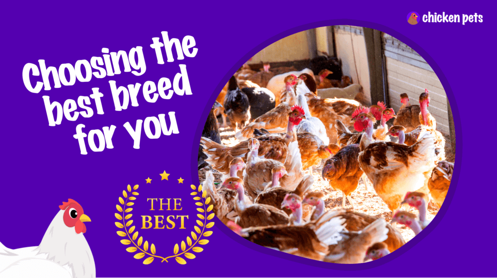 How To Choose The Best Chicken Breed For Your Backyard Flock Chicken Pets