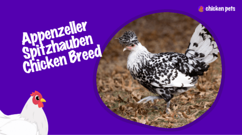 Appenzeller Spitzhauben Chicken Breed. What is it?