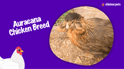 Auracana Chicken Breed. What is it?