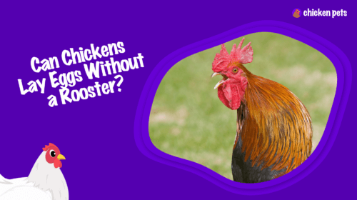 Can Chickens Lay Eggs Without A Rooster?