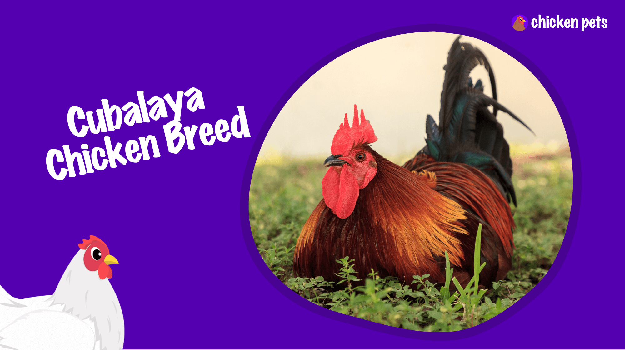 Cubalaya chicken breed