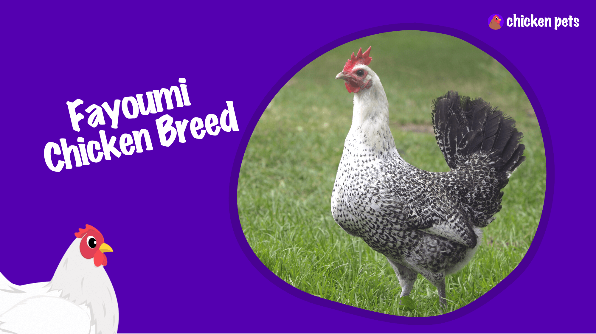 Fayoumi chicken breed