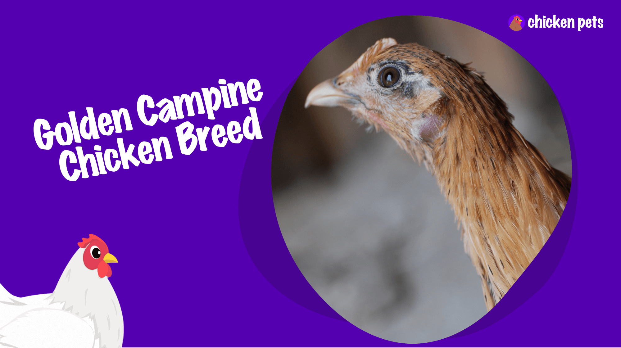 Golden Campine chicken breed