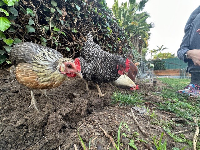 The Hens digging for worms with our pet human watching.