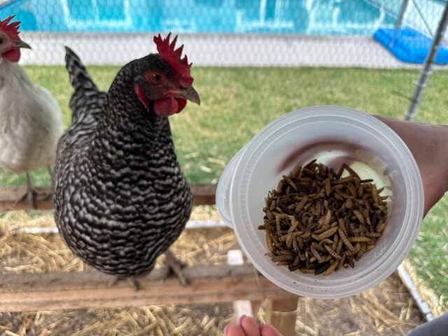 Crowey looking at mealworms with hunger in her eyes.