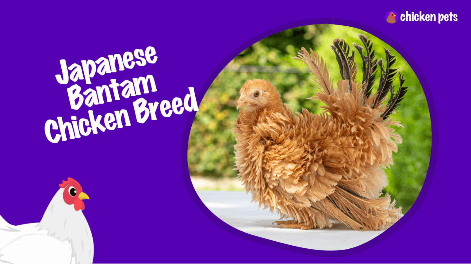 Japanese Bantam Chicken Breed. What is it? Chicken Pets