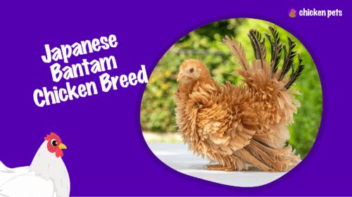 Japanese Bantam Chicken Breed. What is it?