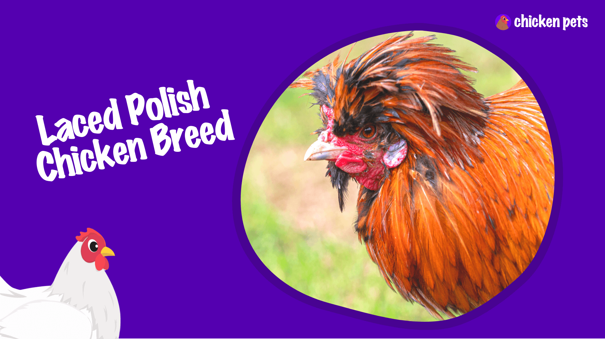 Laced Polish chicken breed