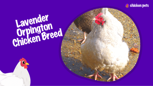 Lavender Orpington Chicken Breed. What is it?