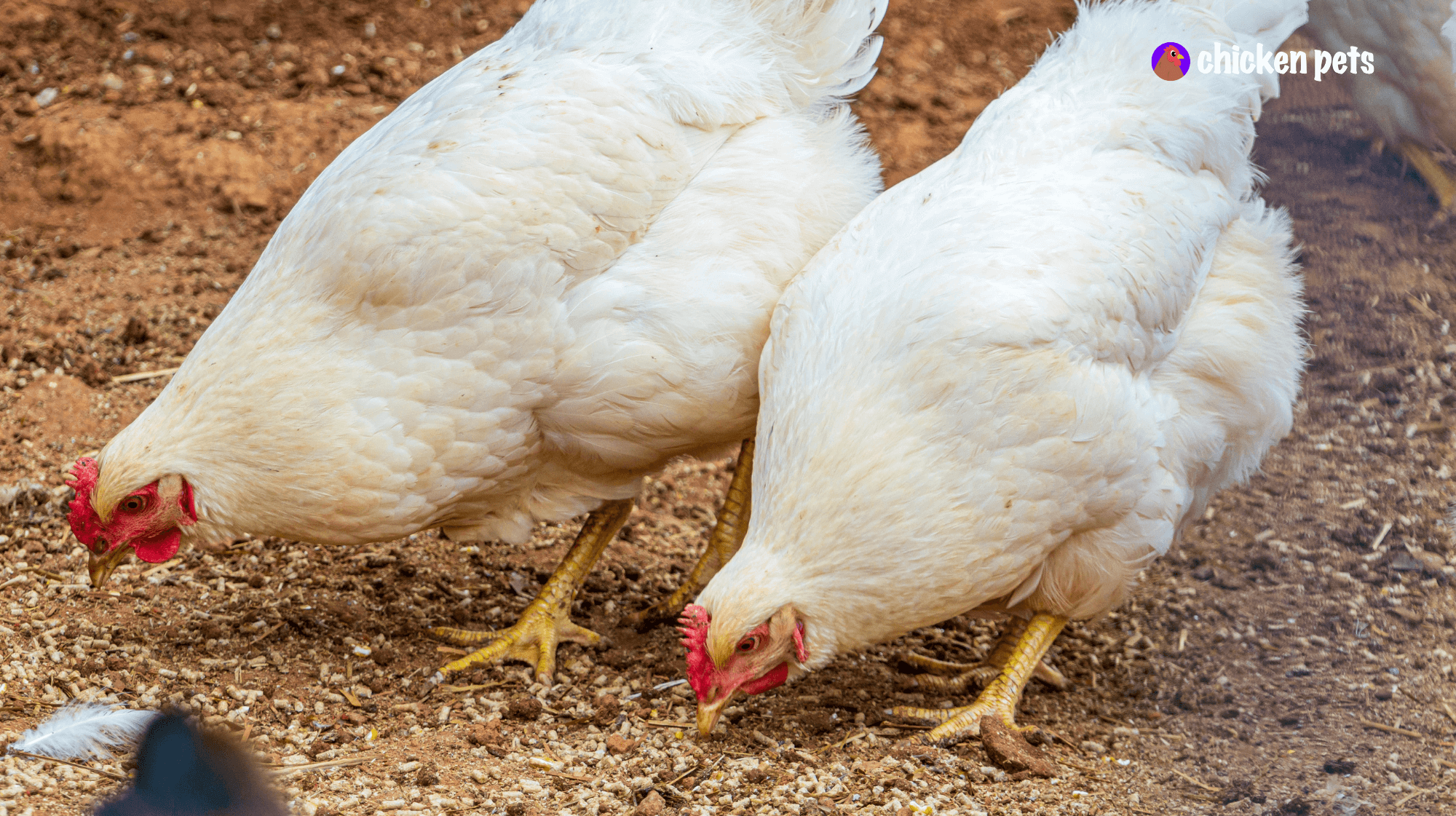 What Do Amberlink Chickens Look Like?