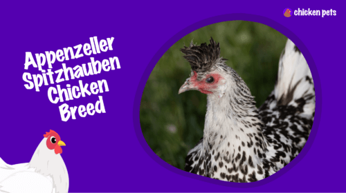 Appenzeller Spitzhauben Chicken Breed. What is it?