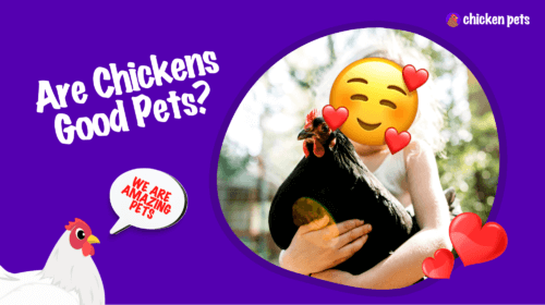 Are Chickens Good Pets?