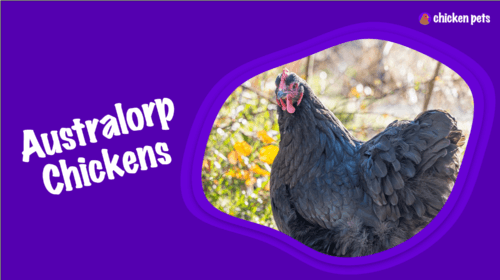 Australorp Chicken Breed. What is it?
