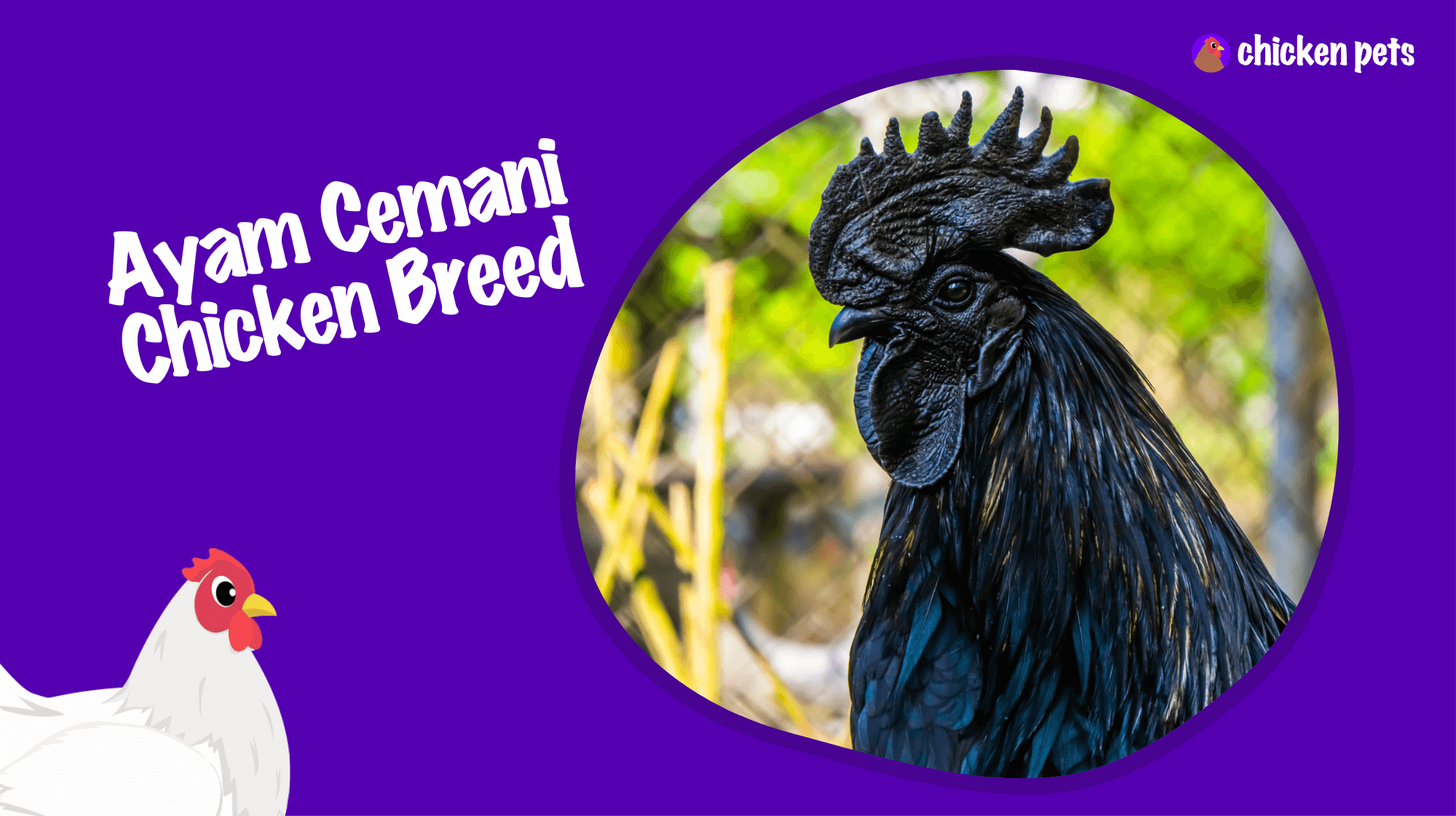 Ayam Cemani Chicken Breed