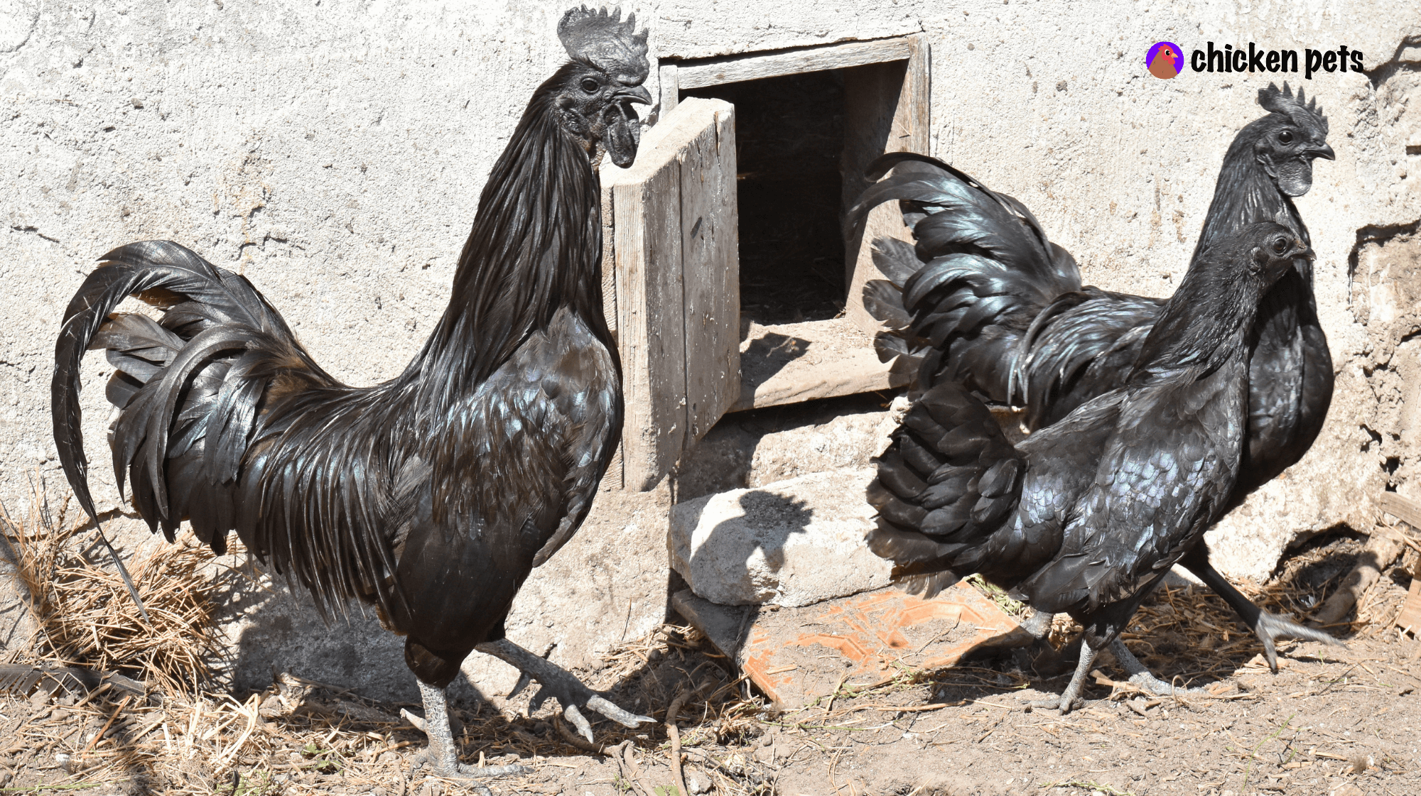 Ayam Cemani rooster and hen