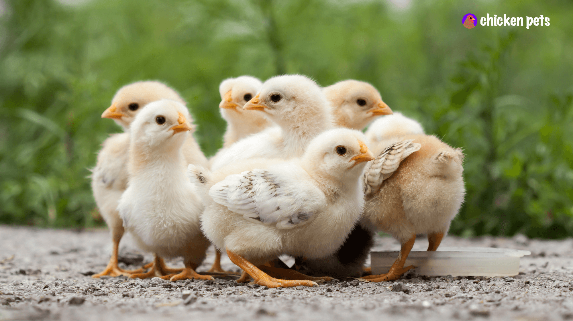 baby chickens chicks
