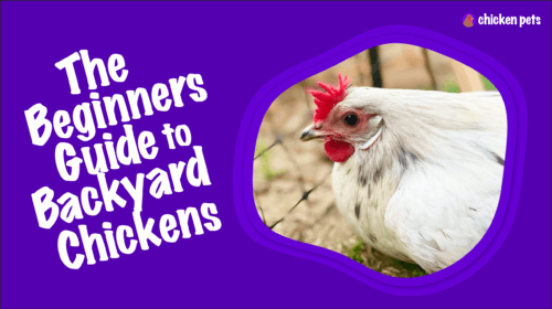 Backyard Chickens: The Beginner’s Guide