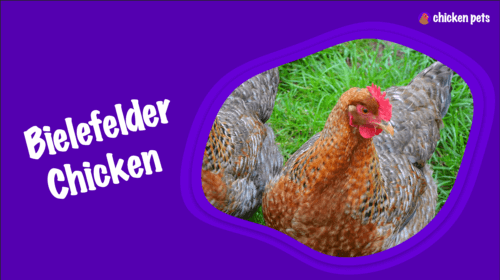 Bielefelder Chicken Breed. What is it?