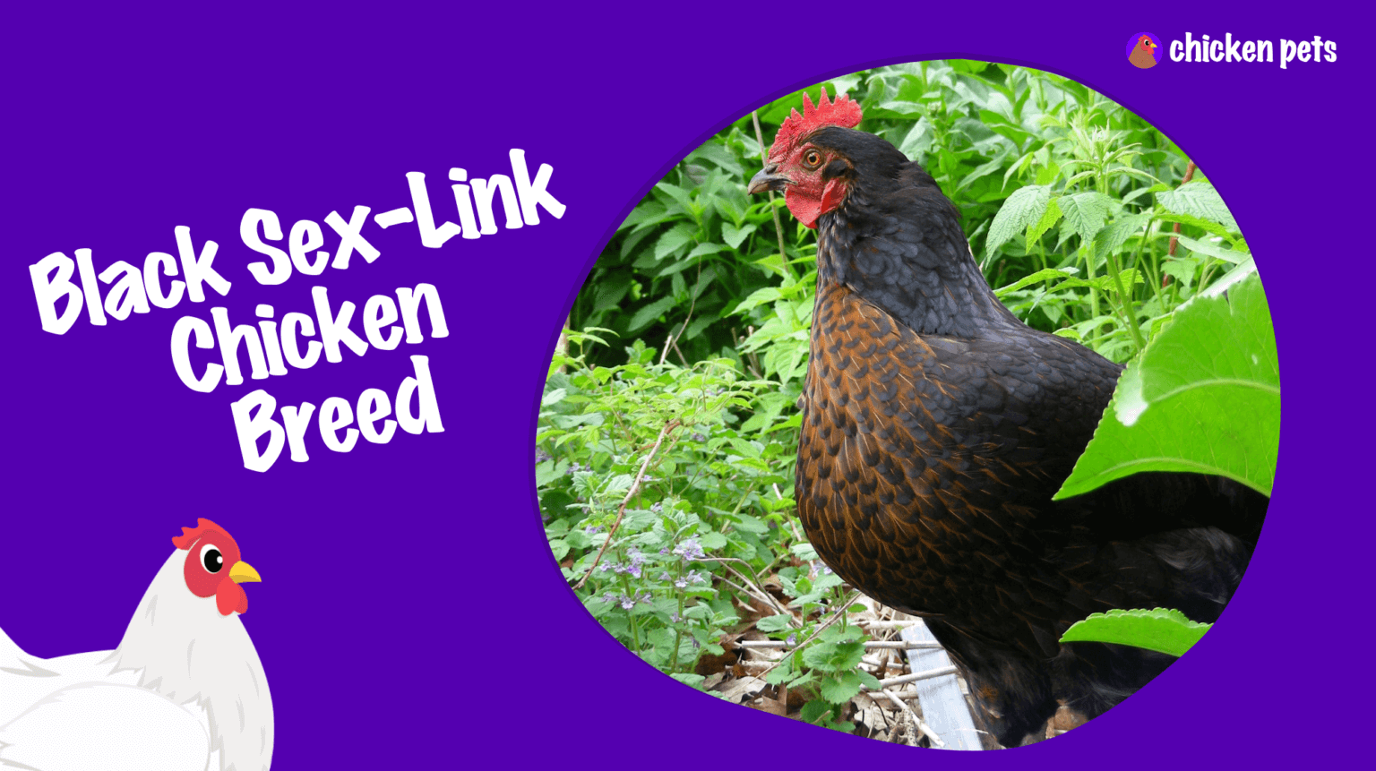 Black Sex-Link Chicken Breed. What is it? - Chicken Pets