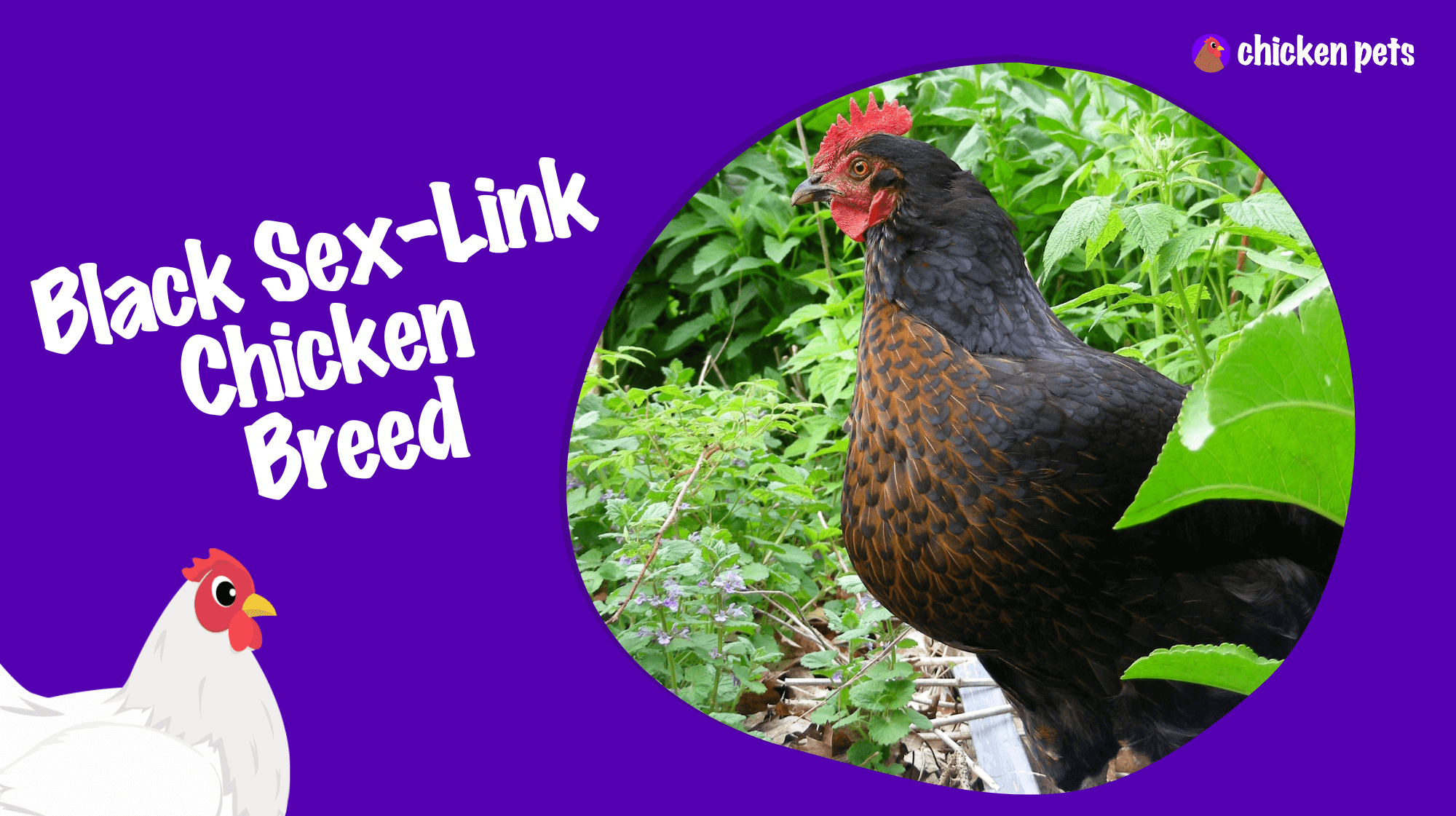 black sex link chicken breed