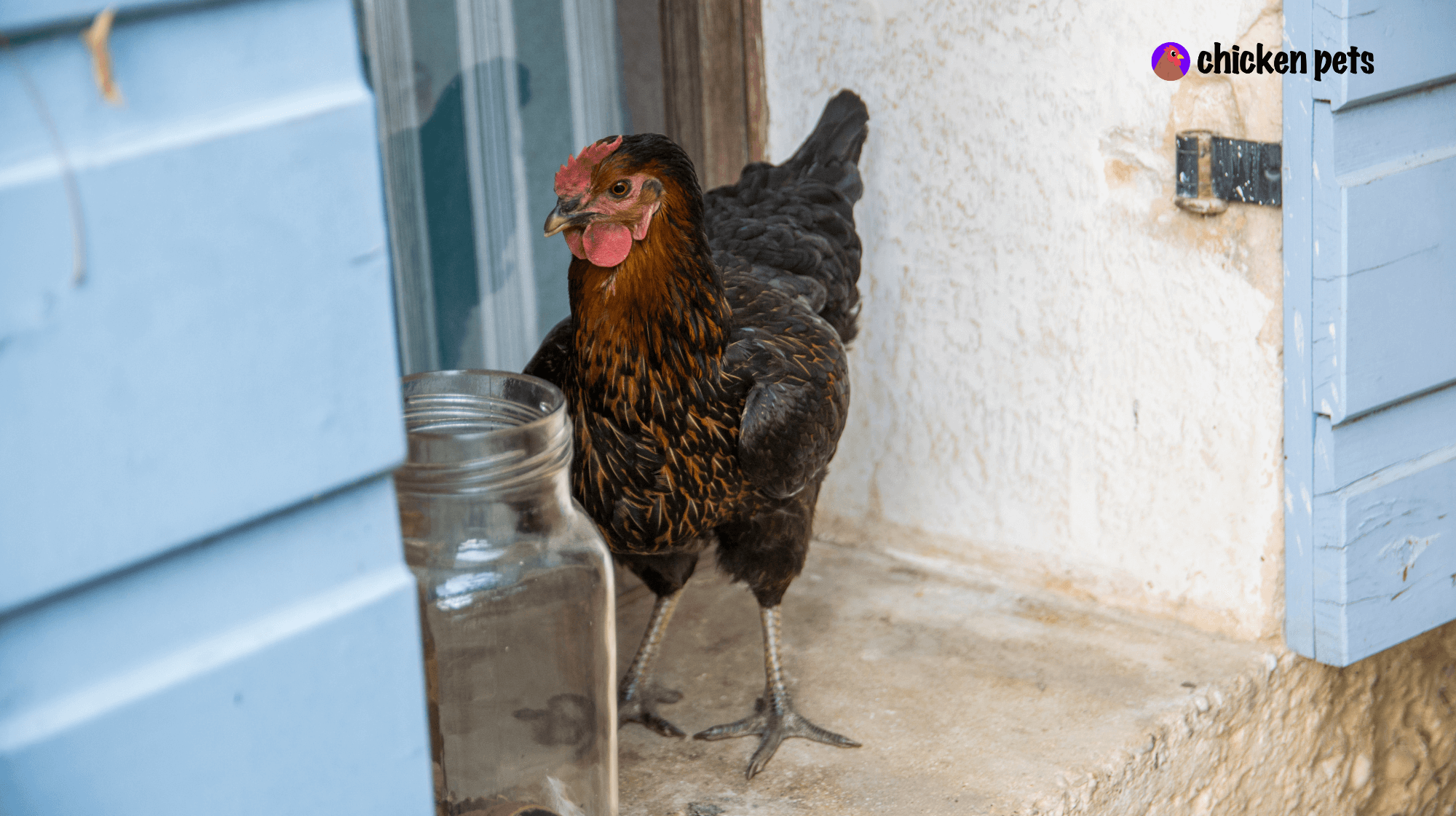 black sex link chicken