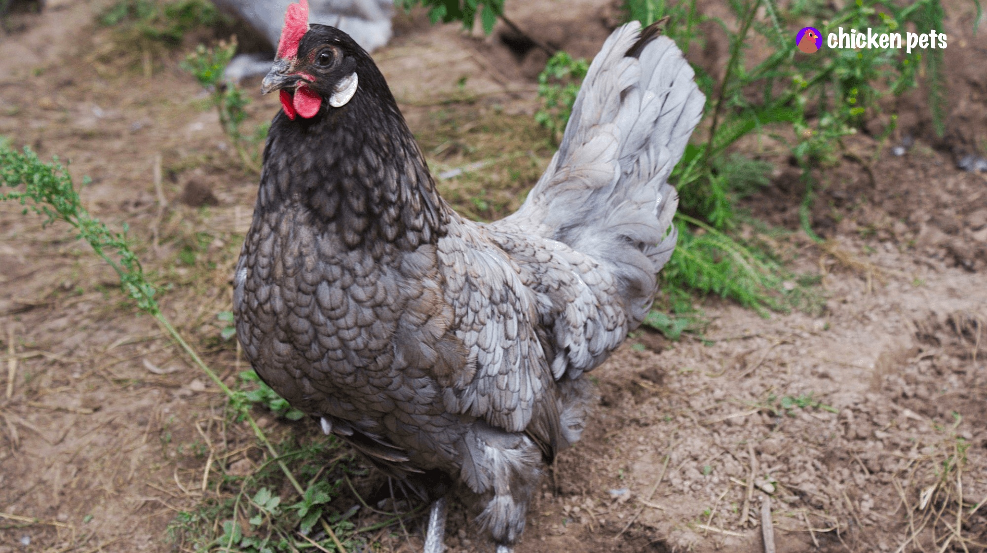 blue andalusian chicken