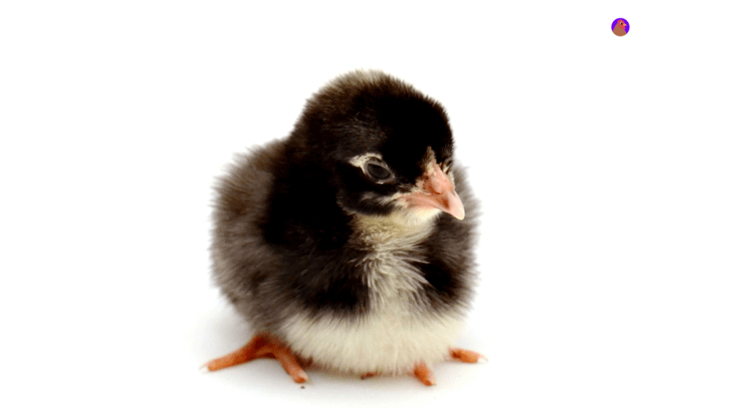 Blue Cuckoo Maran Chicken Breed - Chicken Pets