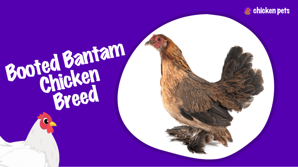 Booted Bantam Chicken Breed. What is it? Chicken Pets