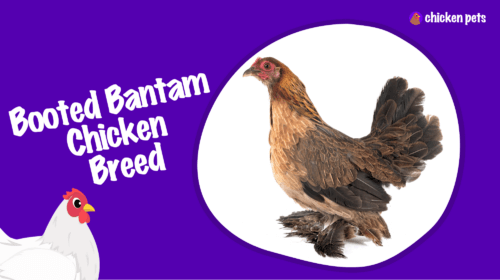 Booted Bantam Chicken Breed. What is it?