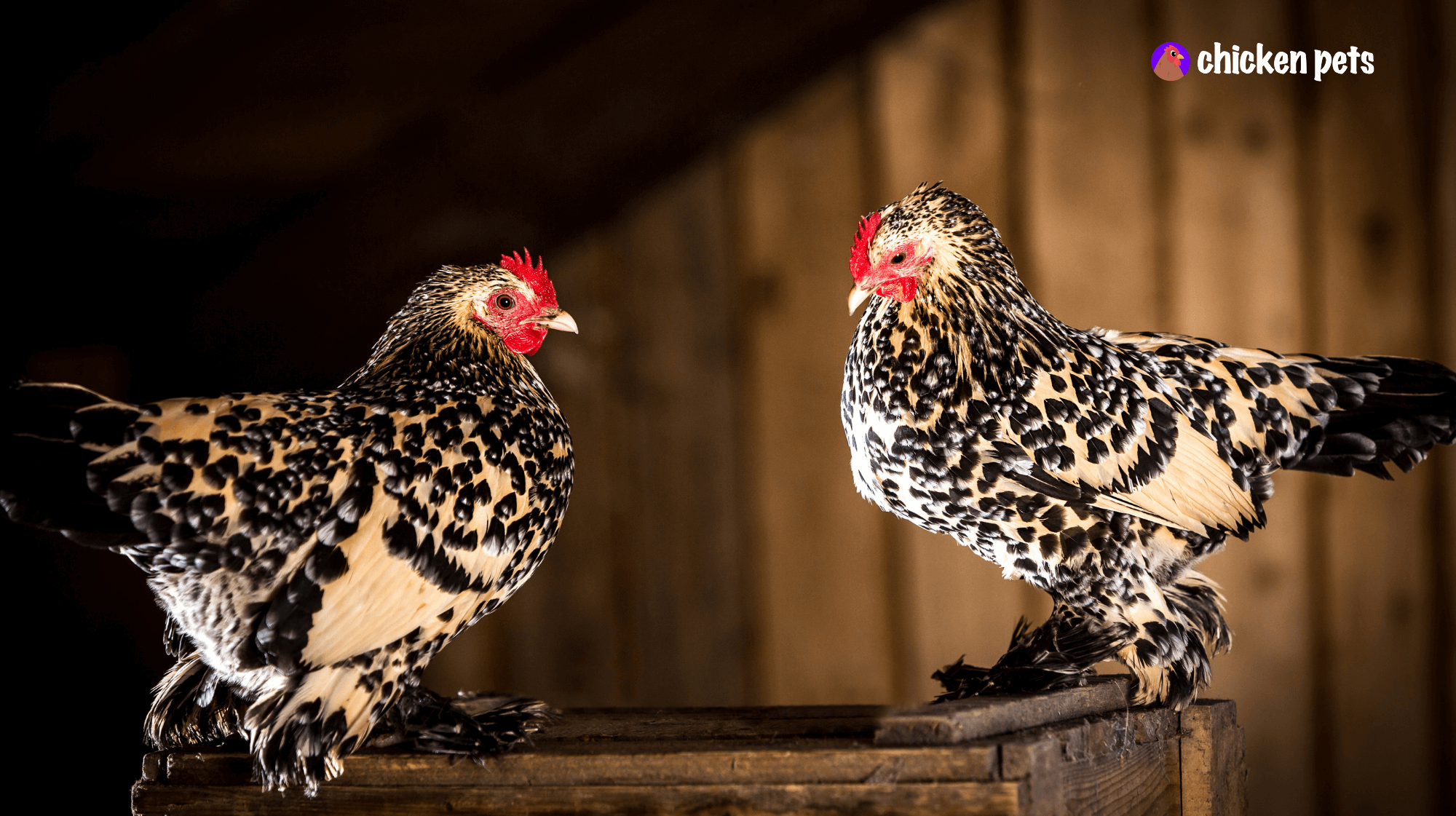 booted bantam chicken breed hen