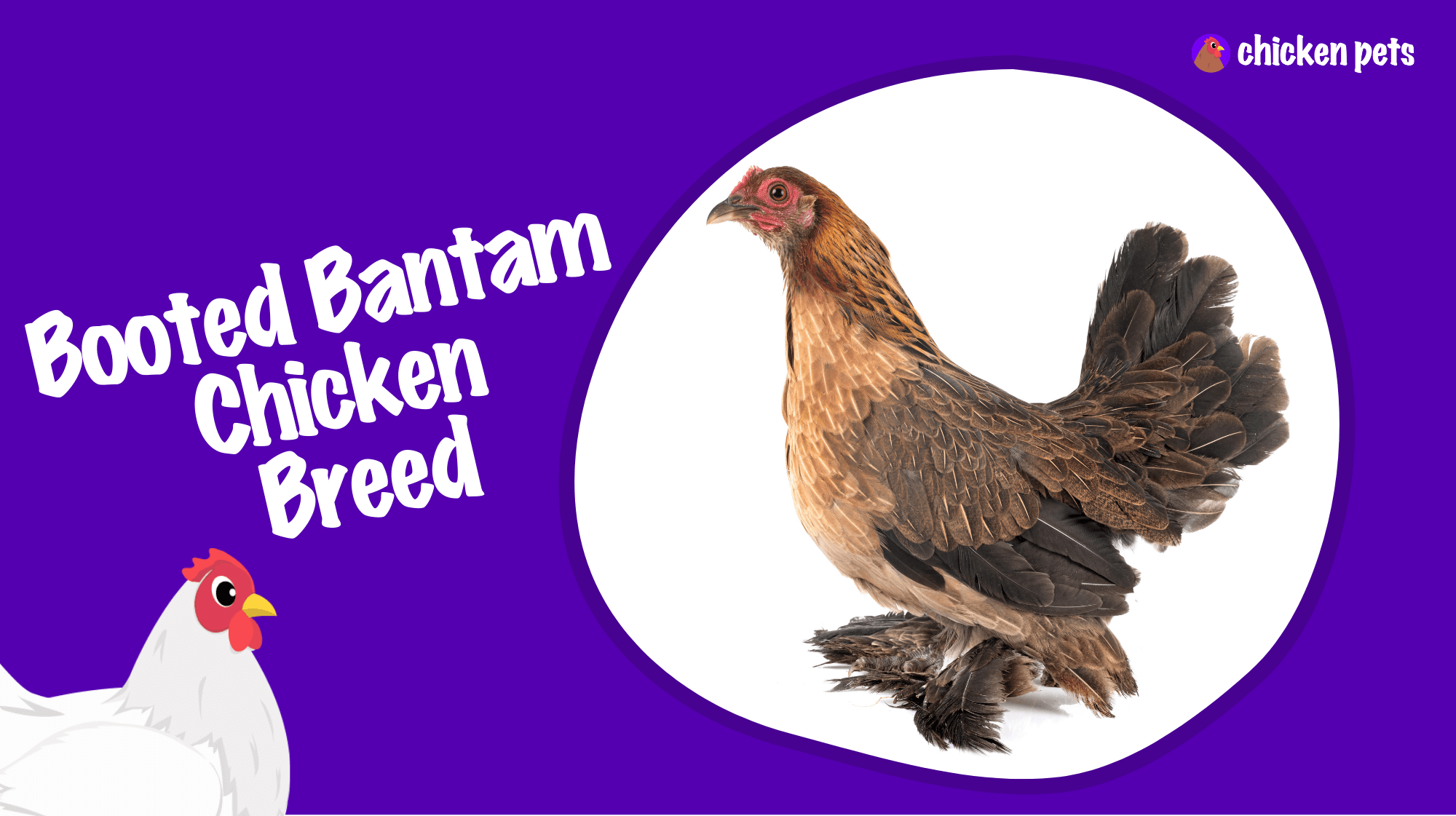 booted bantam chicken breed