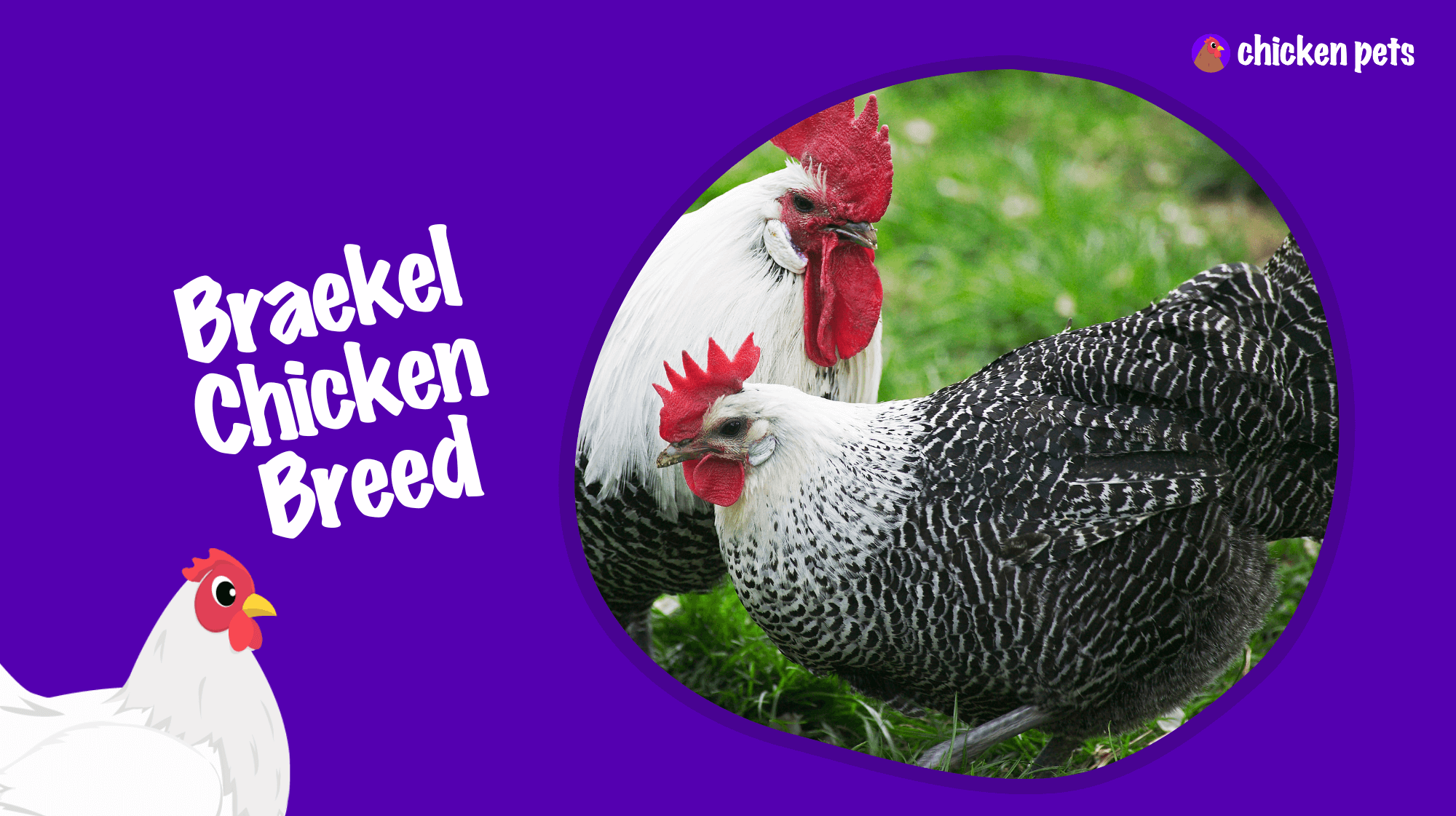 braekel chicken breed