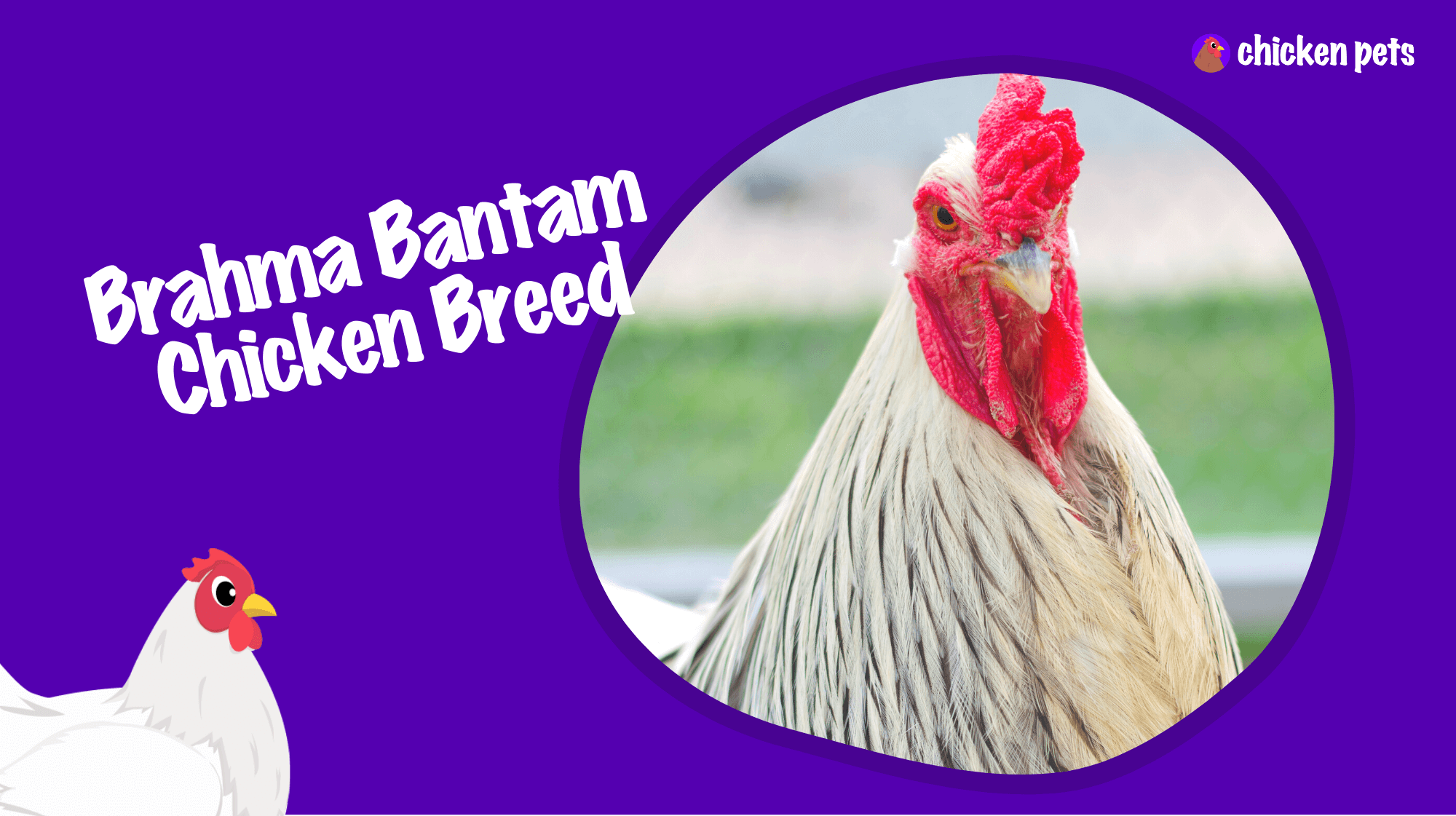 brahma Bantam chicken-breed
