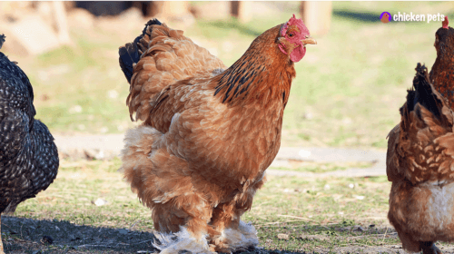 Brahma Chicken Breed. What is it?
