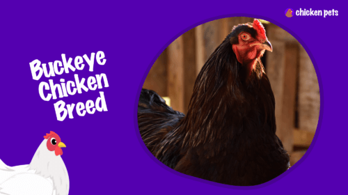 Buckeye Chicken Breed. What is it?