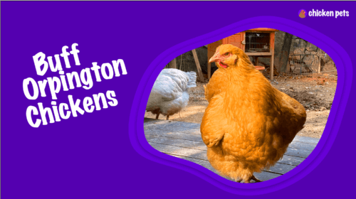 Buff Orpington Chicken Breed. What is it?