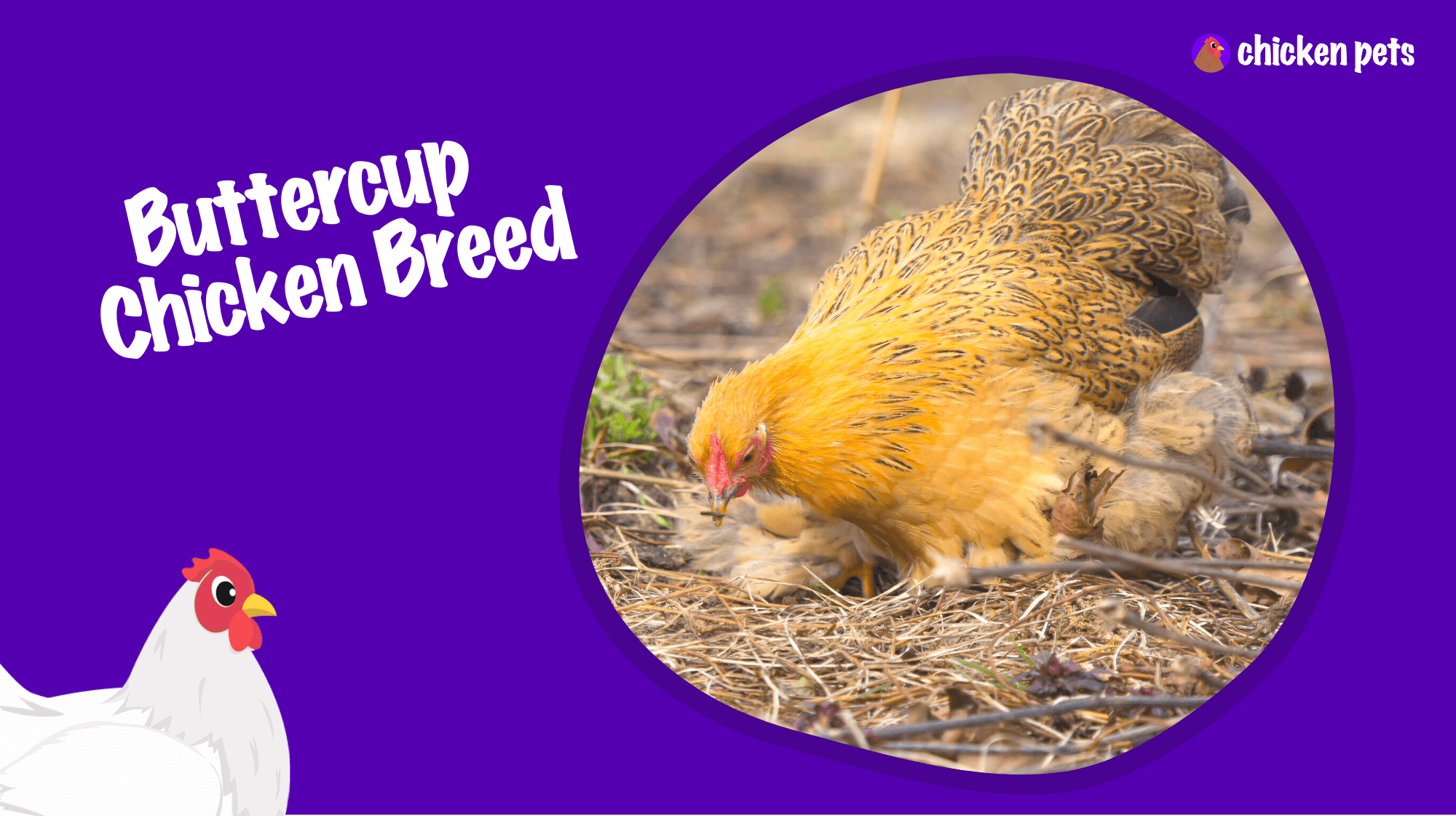 buttercup chicken breed