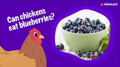 Can Chickens Eat Blueberries? Or Blueberry Muffins?