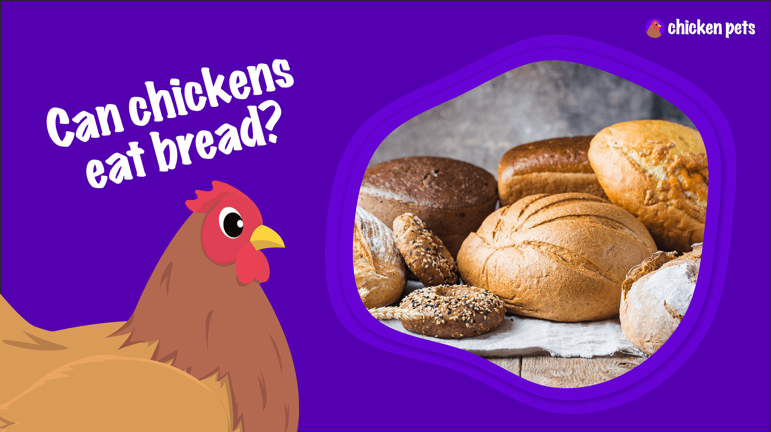 Can Chickens Eat Bread?