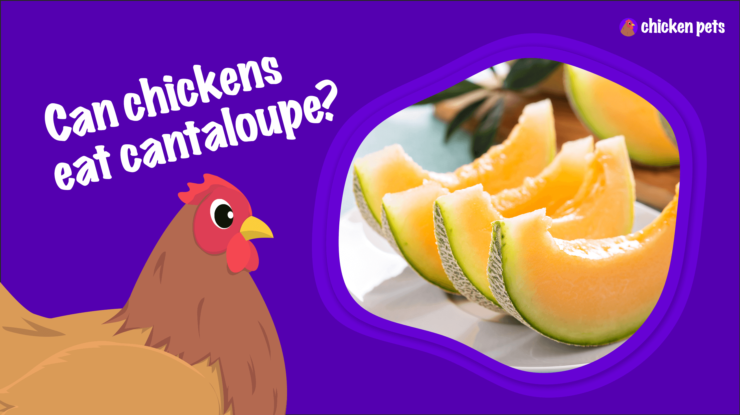 Can chickens eat cantaloupe?