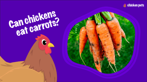 Can Chickens Eat Carrots?
