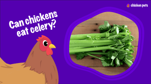 Can Chickens Eat Celery?