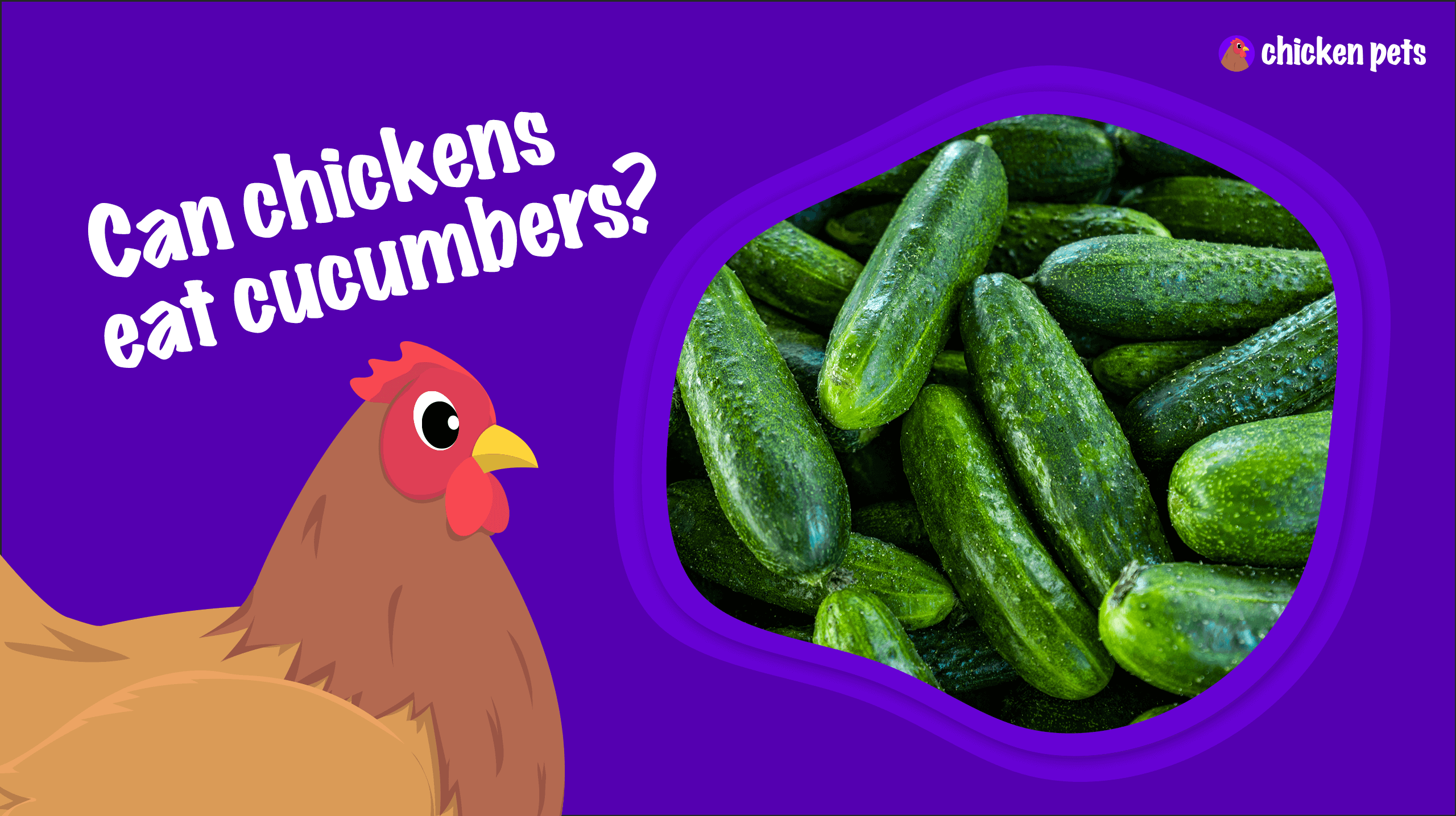can chickens eat cucumbers
