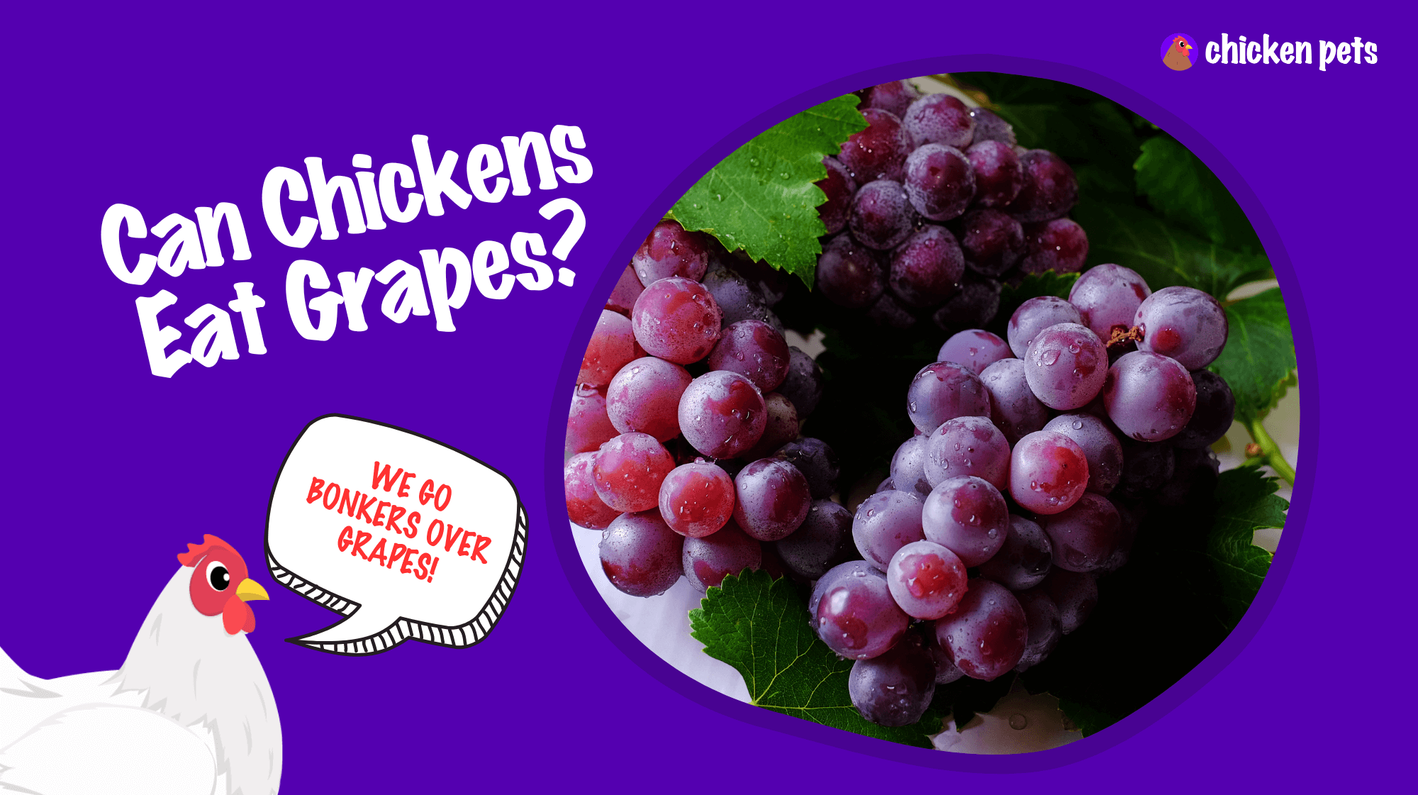 când chickens eat grapes