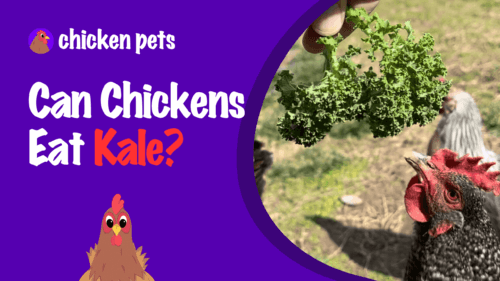 Can Chickens Eat Kale?