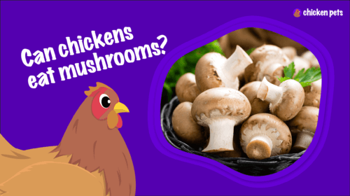 Can Chickens Eat Mushrooms?