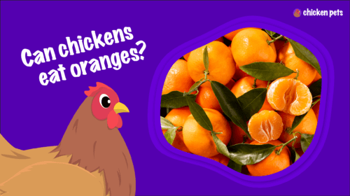 Can Chickens Eat Oranges? Orange Peels?