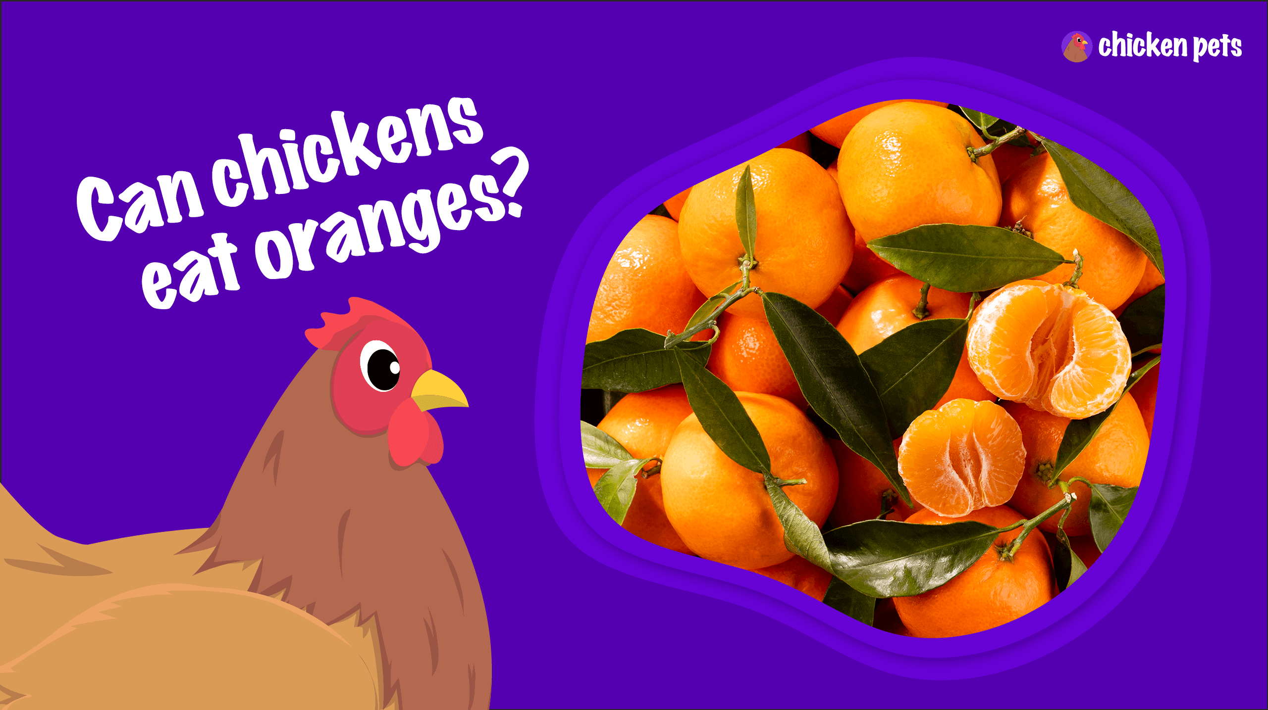 can chickens eat oranges