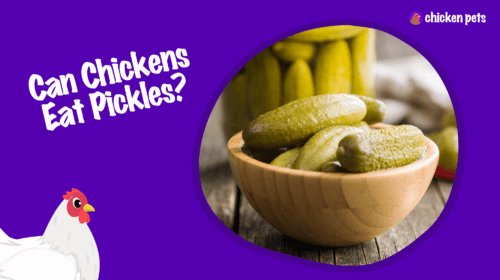 Can Chickens Eat Pickles?