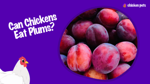 Can Chickens Eat Plums?